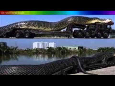 Download Video Keajaiban - Ular terbesar di dunia ternyata ada di Kalimantan free