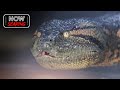 Anaconda | Death of Gary (Owen Wilson)