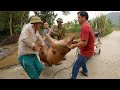 Catch The Super Lean Meat Yellow Pig - Bắt Con Lợn Màu Vàng Thịt Siêu Nạc - Giá Lợn Hơi 85