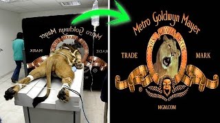 5 TRUE STORIES BEHIND HOLLYWOOD STUDIO LOGOS