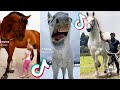 The Cutest HORSES Equestrian TikTok Compilation #188