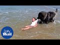 Adorable moment hero dog 'rescues' girl who is playing in the sea