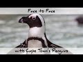 Face to Face with Cape Town's Penguins
