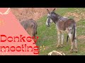Donkey meeting successful in our village