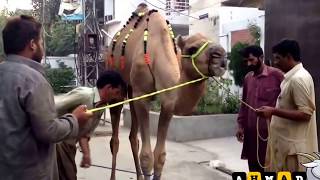 Bakra Eid Qurbani Video Camel Qurbani on Eid ul Azha 2013 Nice HD Quality YouTube