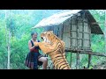 eat nice natural food with a tiger in amazing bamboo hut