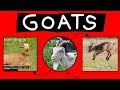 Goats Explained