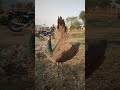 dance peacock dance #shortsvideo #shorts #peacockdance #peacock