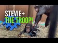 Six-month-old Chimp Stevie Meets Her Troop At Last!