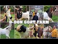 A Huge Collection of Kota Anduls with Mammoo at D-Don Goat Farm, Padgha