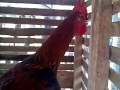 Download Ayam pelung garut si kareta kokok 15 detik
