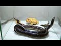 Horned Frog Black Snake Giant Centipede Lizard Scorpion Gecko