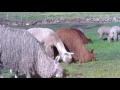 Kuna: La alpaca