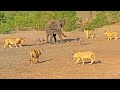Mother Elephant Gives Up on a Twin to Save the Other from Lions
