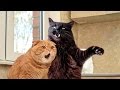 Download Cats, funniest creatures in animal kingdom - Funny cat compilation mp4 3gp mp3 videos - waplic