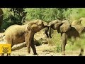 Elephants (Kenya)