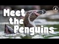 EP 3 | Peak Wildlife Park Diaries | MEET THE PENGUINS