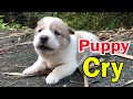 Puppy crying sound / 3-week-old puppy calls mom after being adopted