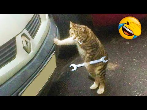 Funniest Dogs And Cats Videos 🐶😻 Best Funny Animal Videos Of The 2021 🤣
