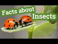 Facts about Insects for Kids | Learning Video