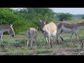 Rare Encounter: Indian Wild Ass and Adorable Foal Feeding Moments #wildlife #wildlifeanimals #nature