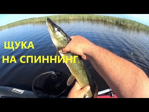 щуку спиннингом в июле щуку спиннингом в июле