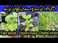 What's a Difference Between Original Ajwain and Oregano Plant
