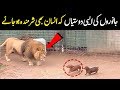 Unusual Animal Friendships That Will Melt Your Heart | NYKI