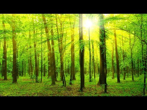 Jazz Time - Soft Instrumental Jazz &amp; Bossa Nova for Studying, Work - VidoEmo - Emotional Video Unity