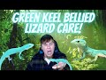 Green Keel Bellied Lizard Care Guide! An Amazing Species To Work With!