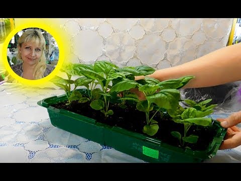 Хлеб без замеса «Проще не бывает» - кулинарный рецепт Семена чиа: белые и черные, польза и состав, как
