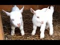 Cute Baby Goats - A Cutest And Funny  Goats Baby Videos Compilation|| NEW HD
