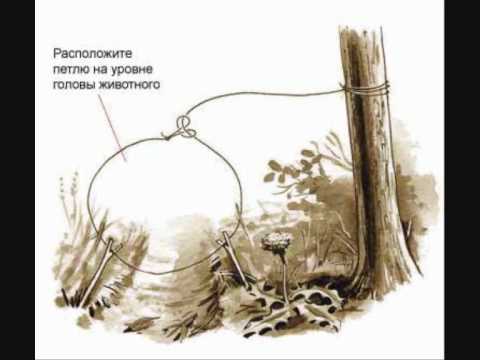 Ловля зайца на капканы: совет 1: как ставить капкан на зайца Ловля зайца на капканы: совет 1: как ставить капкан на зайца