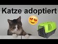 Katze aus Tierheim adoptiert! Einzug + Vergesellschaftung
