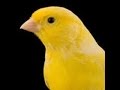 Download Canario belga campainha luteus - v deo com 2 horas de puro canto campainha - canary singing