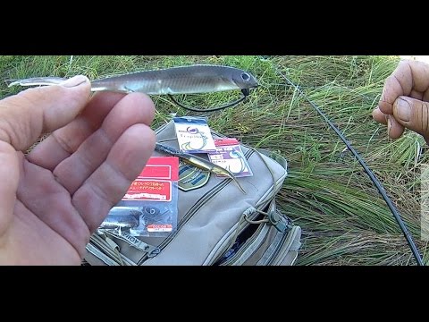 ловля рыбы на ряску ловля рыбы на ряску