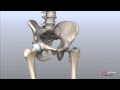 Hip Anatomy Animated Tutorial