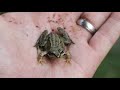 How to Keep Common Frogs (Rana temporaria)