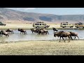 Tanzania safari, see zebras and wildebeest drinking water at Munge river