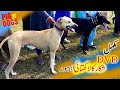 Soor ka Shikar - Pig Hunting Dogs Full DVD Kalakhatai Lahore - The Top Hunting