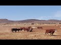 Increíble como se aparean las vacas con los toros en el monte