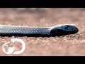 The Most Venomous Snakes in the World | Modern Dinosaurs