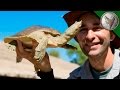 Download Bizarre Desert Turtle?! mp4 3gp mp3 videos - waplic