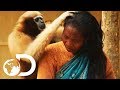 Adorable Ape Shares A Fascinating Relationship With Humans  | Wild India