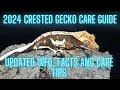 Up To Date 2024 Crested Gecko Care Guide