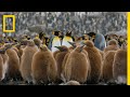 Download Go Inside an Antarctic 'City' of 400,000 King Penguins — Ep. 4 | Wildlife: Resurrection Island mp4 3gp mp3 videos - waplic