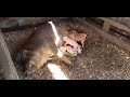 Raising Hogs - Farrow to Finish on a Half Acre