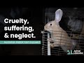 Australian Rabbit Farming Cruelty - 2021 Exposé by Animal Liberation