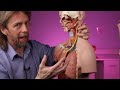 Path of the vagus nerve (anatomy)