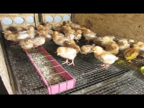 Цыплёнок в домашних условиях Цыплёнок в домашних условиях